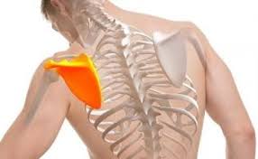 Bolečina v lopatici