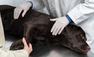 sterilizacija psa forum
