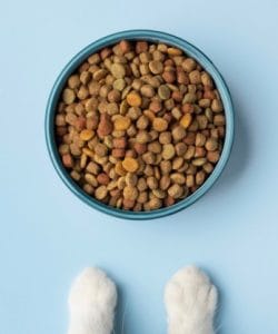 suha hrana za mačke
