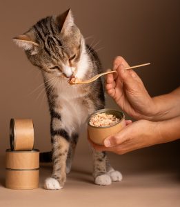 mokra hrana za mačke
