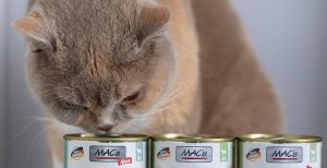 kvalitetna hrana za mačke forum